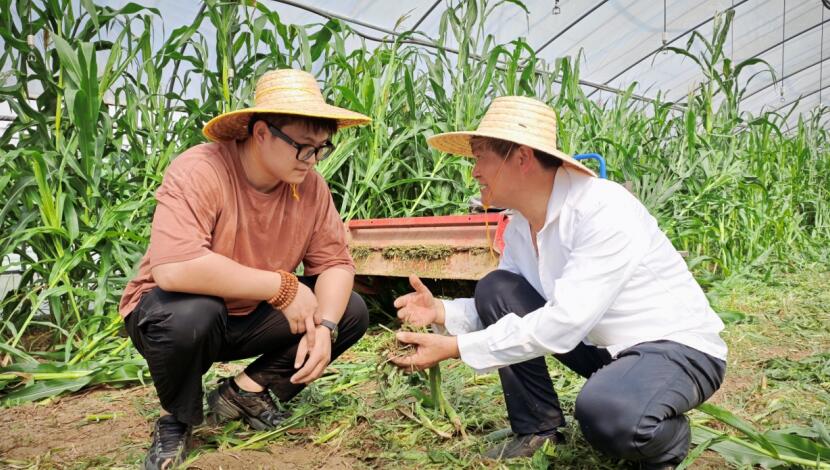 安徽庐江： 一位新农人的绿色田园梦