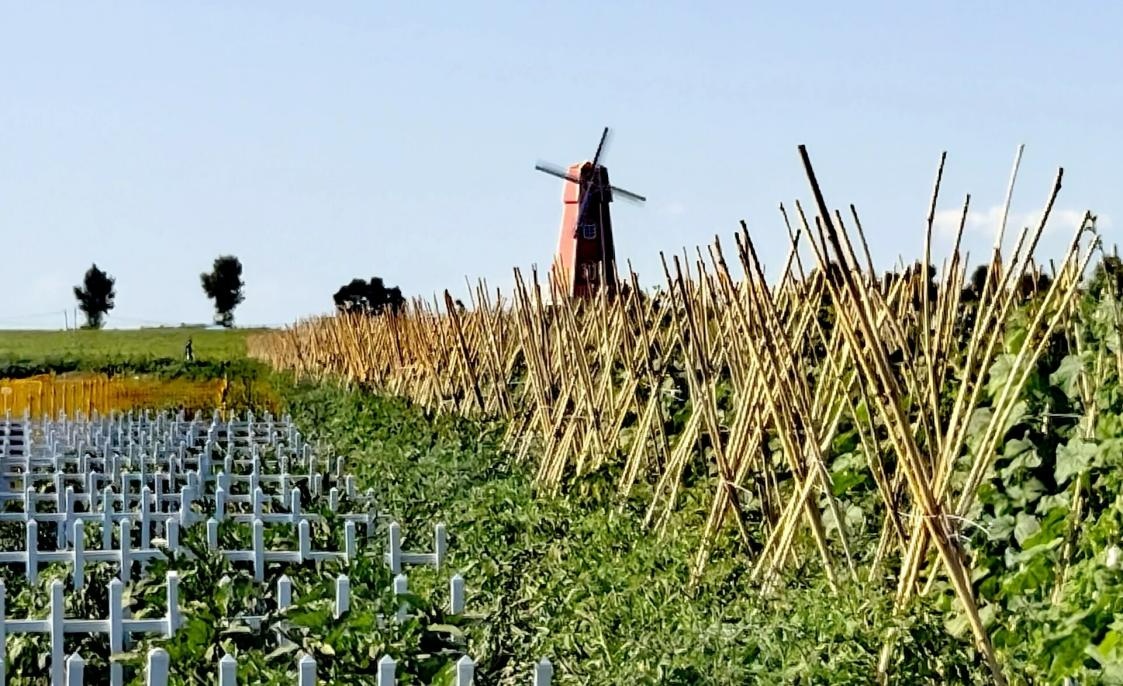 打造近郊乡村游新地标 双城区田园风光体验正当时